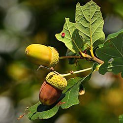 Acorns