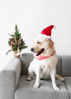 Christmas tree with dog